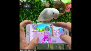 My Bird Helping Me To Playing Pubg Game For Peace || Part 2